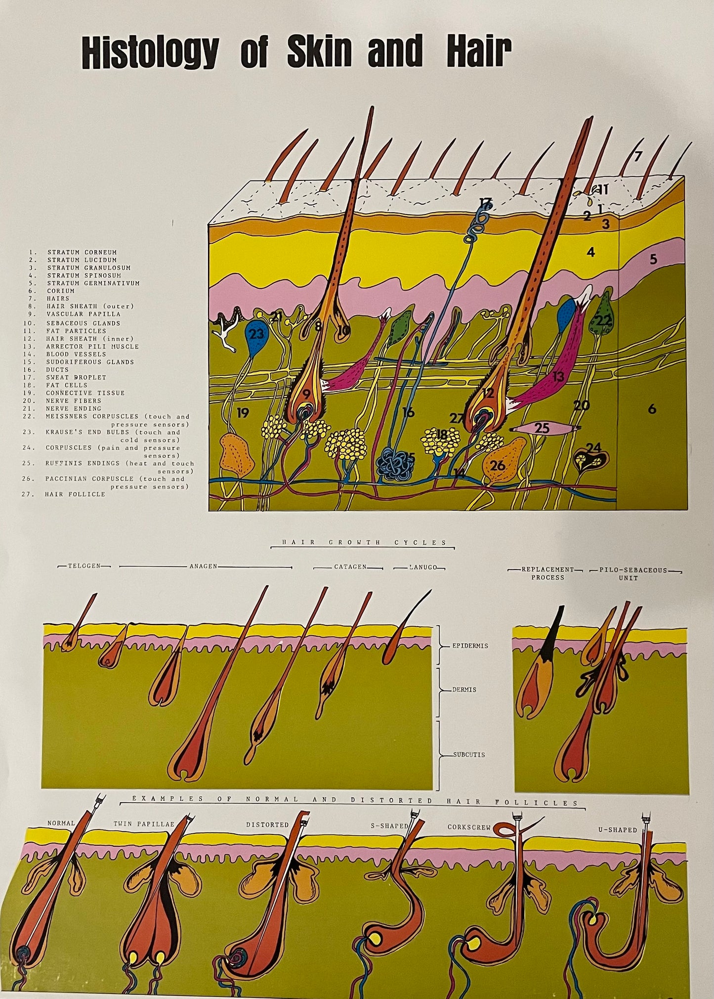 "Poster - Histology of Skin & Hair, 21.5” x 15.5”, This Poster has a cross section of the skin including the detailed description of hair and how it works. - Histology of Skin & Hair is an educational and visually detailed resource ideal for estheticians, dermatology clinics, and beauty professionals"