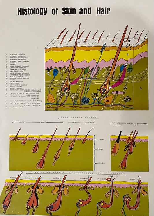 "Poster - Histology of Skin & Hair, 21.5” x 15.5”, This Poster has a cross section of the skin including the detailed description of hair and how it works. - Histology of Skin & Hair is an educational and visually detailed resource ideal for estheticians, dermatology clinics, and beauty professionals"
